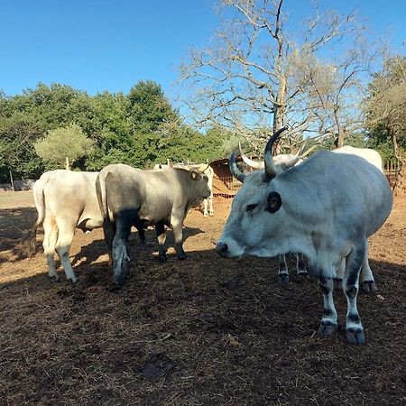 לינה וארוחת בוקר ברטוניגלה Ranch Radin מראה חיצוני תמונה