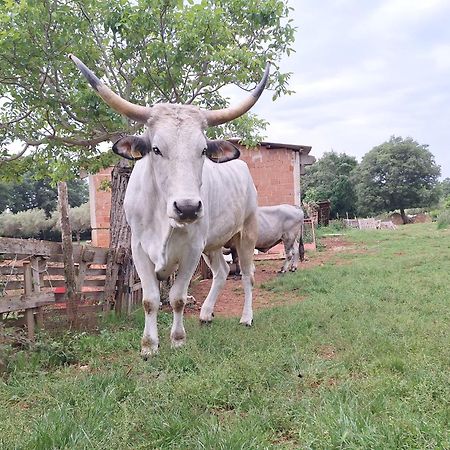 לינה וארוחת בוקר ברטוניגלה Ranch Radin מראה חיצוני תמונה