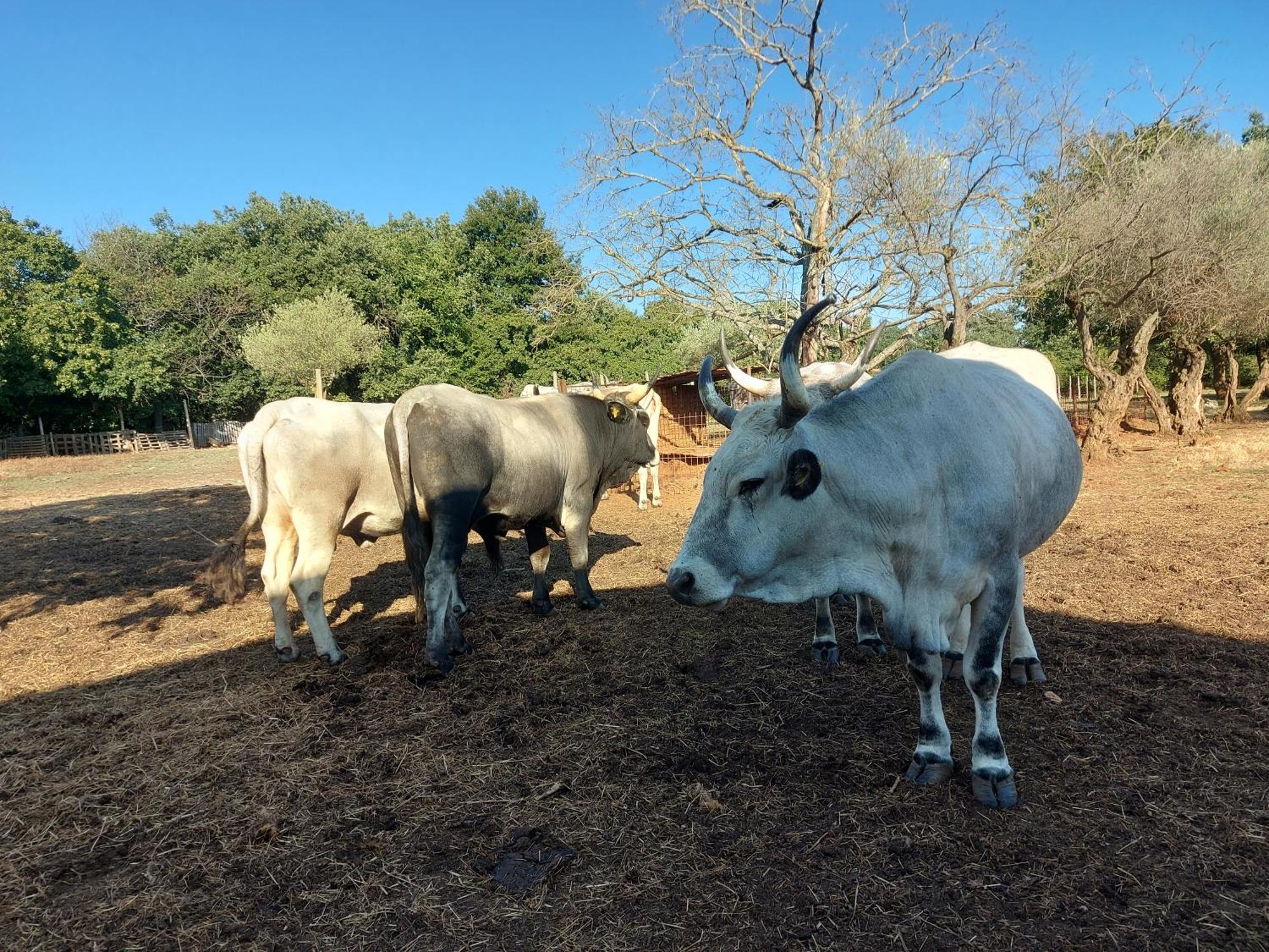 לינה וארוחת בוקר ברטוניגלה Ranch Radin מראה חיצוני תמונה
