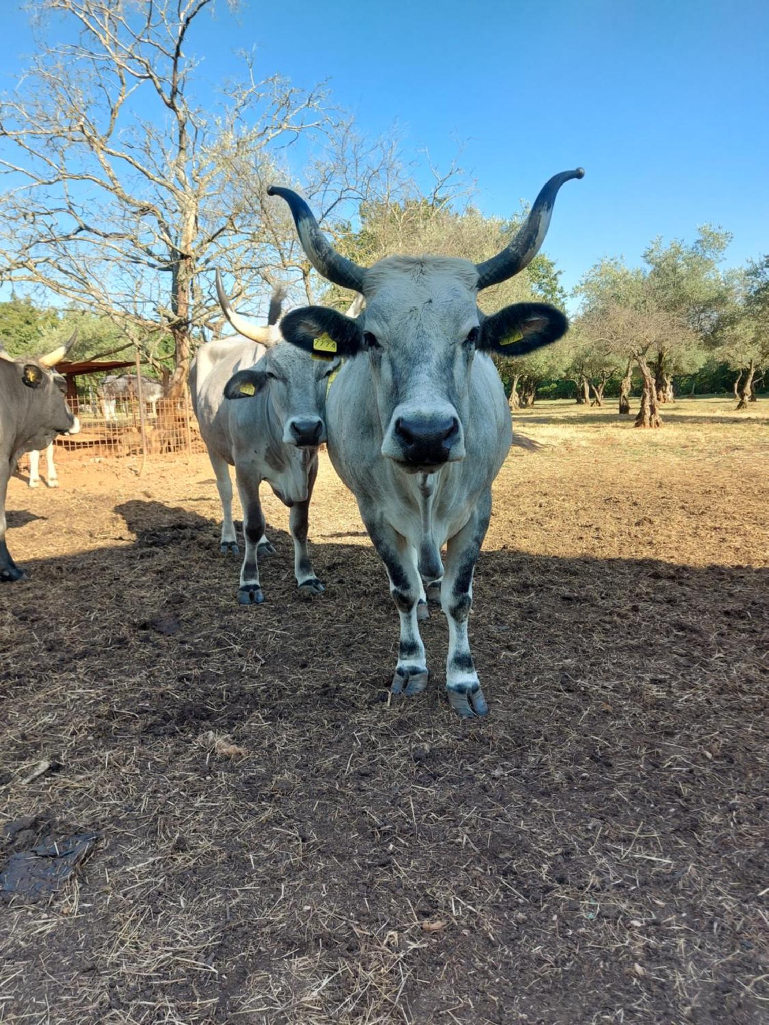 לינה וארוחת בוקר ברטוניגלה Ranch Radin מראה חיצוני תמונה