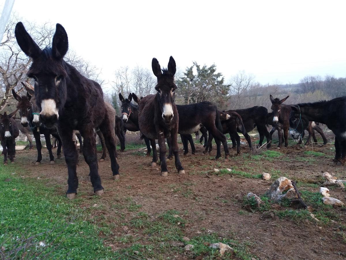 לינה וארוחת בוקר ברטוניגלה Ranch Radin מראה חיצוני תמונה
