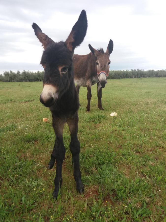 לינה וארוחת בוקר ברטוניגלה Ranch Radin מראה חיצוני תמונה